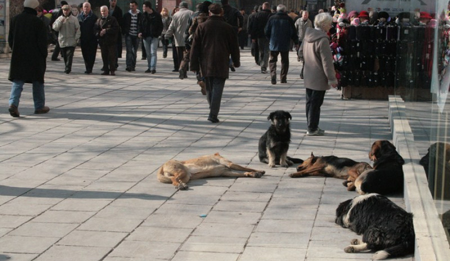 Općina Centar i ove godine izdvojila sredstva za sterilizaciju pasa lutalica