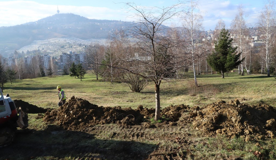 Uspješno presađena stabla u Gradski park Betanija