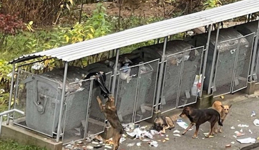 Zbrinjavanje napuštenih životinja sa područja općine Centar