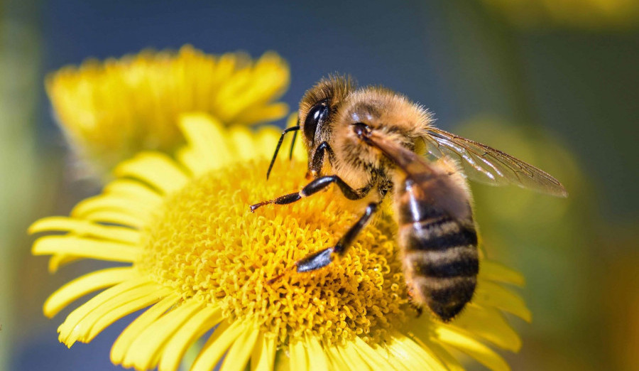Besplatna edukacija mladih o pčelarstvu